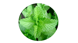 Mint Tea